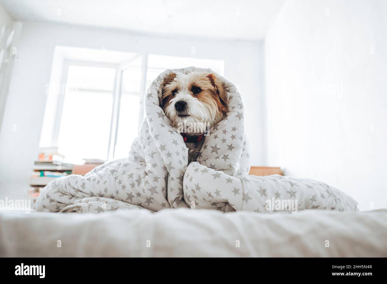 Jack Russell Terrier Hund eingewickelt in Decke sitzend auf dem Bett zu Hause Stockfoto