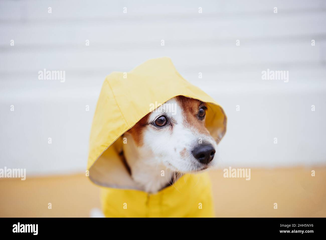 Jack Russell Hund trägt gelben Regenmantel Stockfoto