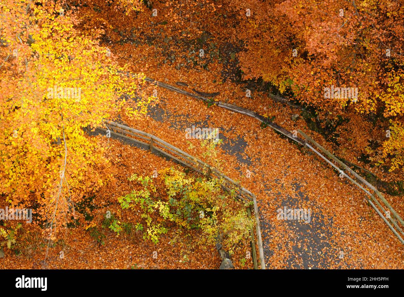 Wanderweg im Nationalpark Harz mit herbstlichen Blättern bedeckt Stockfoto