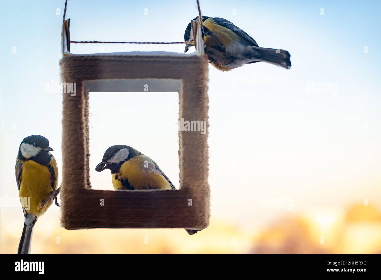 Meisen essen Sonnenblumenkerne aus handgefertigtem Futterhäuschen. Winterfütterung von Gartenvögeln Great Tit oder Parus major. Umweltfreundlicher Lebensstil, Umweltschutz Stockfoto
