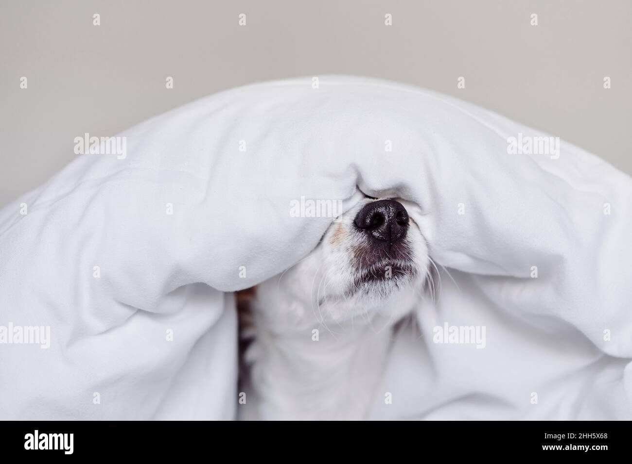 Jack Russell Hund mit weißer Bettdecke bedeckt Stockfoto
