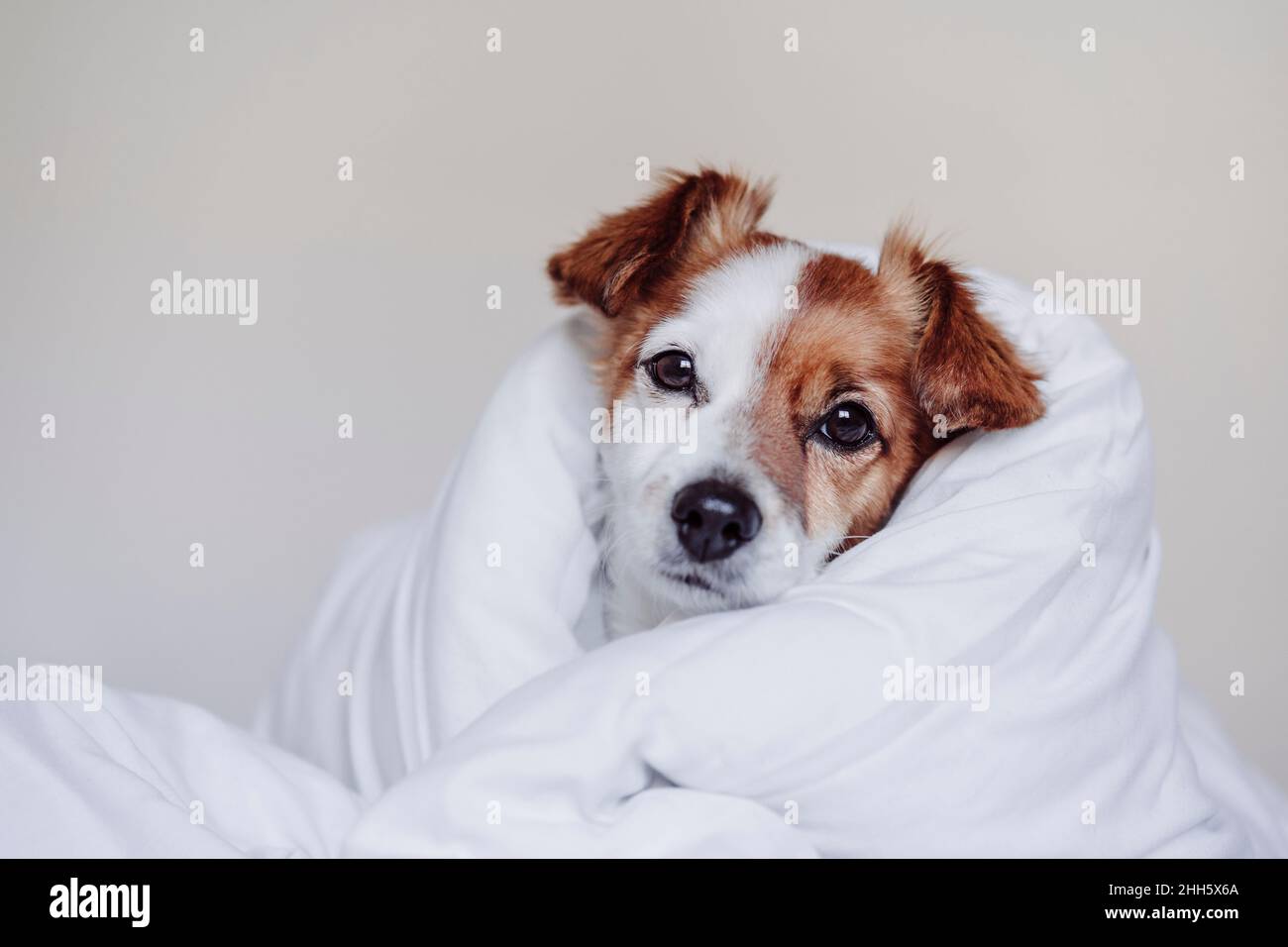Jack Russell Hund in weiße Bettdecke gewickelt Stockfoto