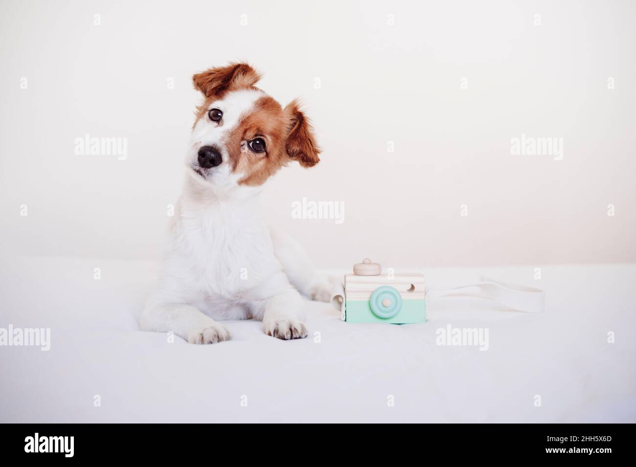 Jack Russell Terrier mit Spielzeugkamera auf dem Bett vor weißem Hintergrund Stockfoto