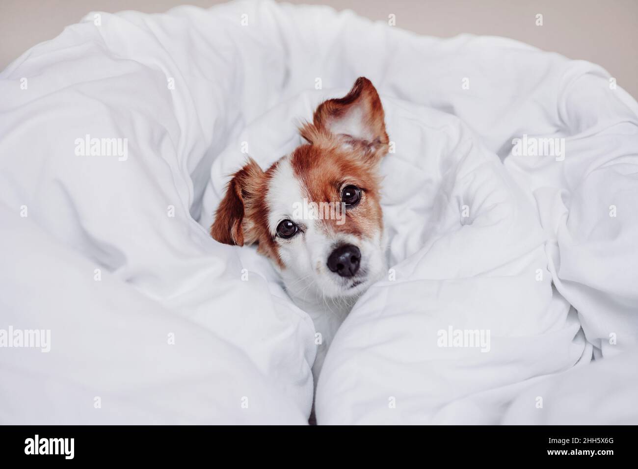 Jack Russell Terrier Hund ruht in weißer Decke Stockfoto
