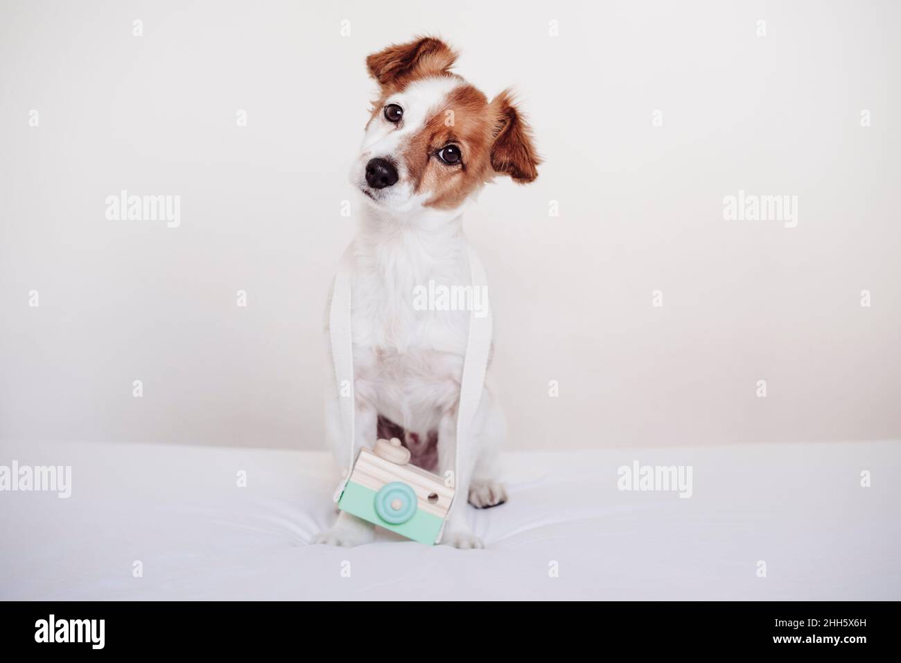 Jack Russell Terrier mit Spielzeugkamera auf weißem Hintergrund Stockfoto