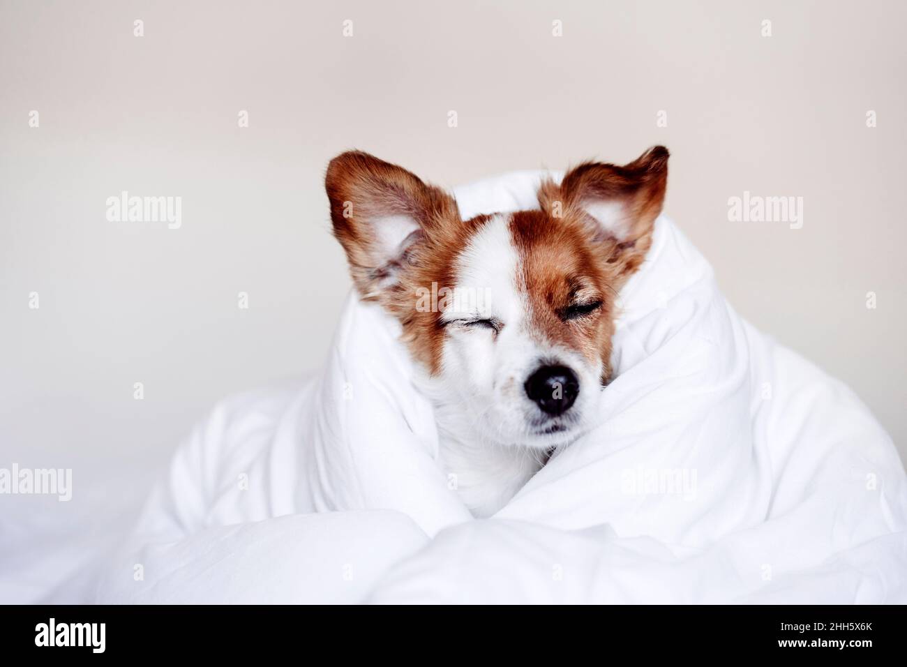 Müder Jack Russell Hund mit Bettdecke bedeckt Stockfoto