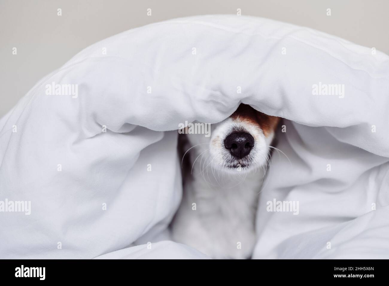 Niedlicher Jack Russell Hund mit weißer Bettdecke bedeckt Stockfoto