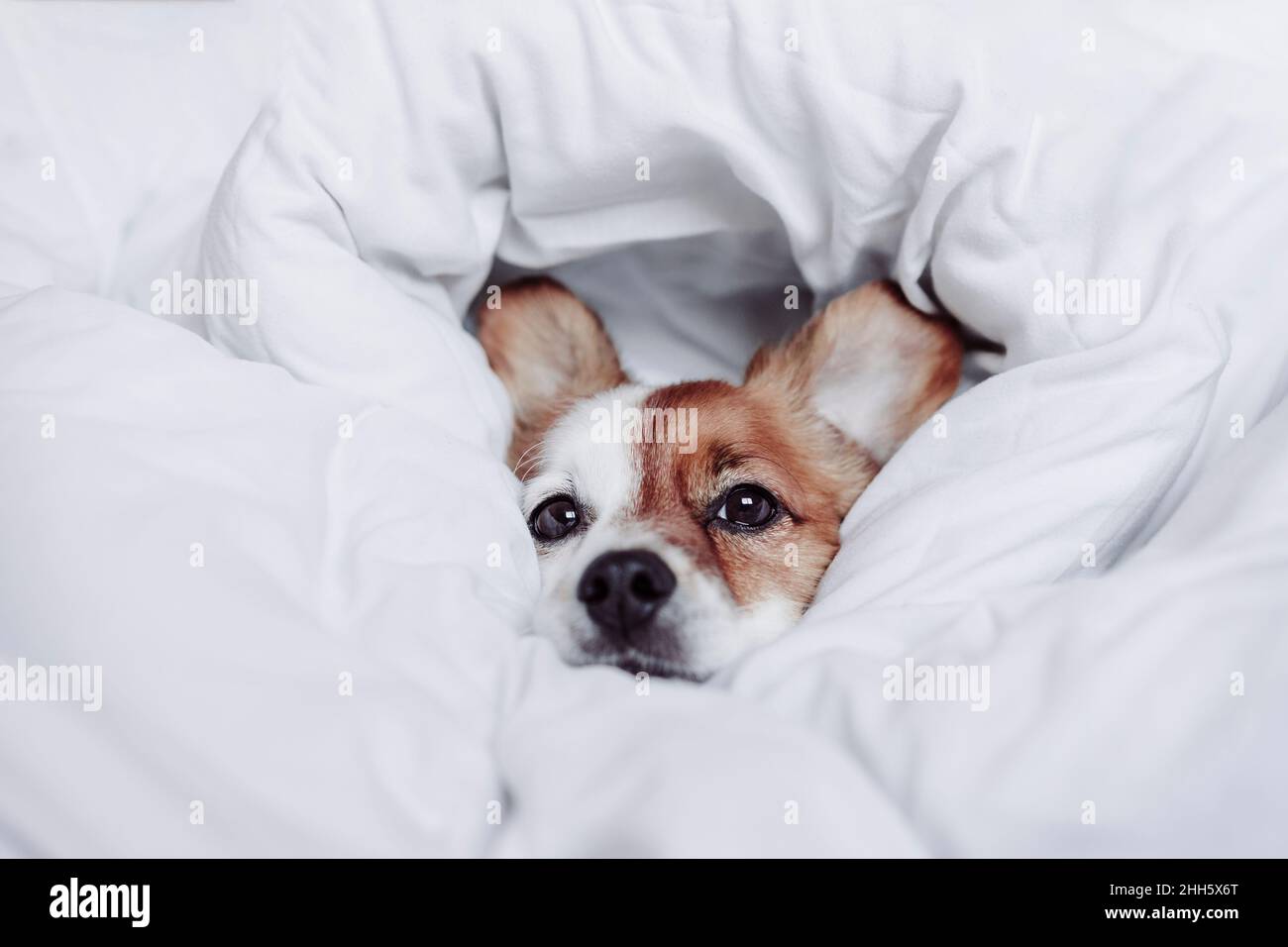 Niedlicher Welpe in weiße Decke gewickelt Stockfoto