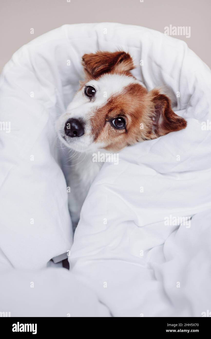 Jack Russell Hund mit weißer Bettdecke bedeckt Stockfoto