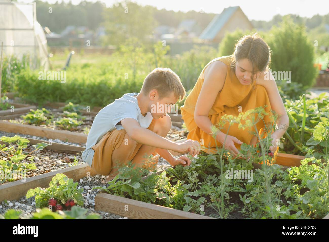 Mutter und Sohn ernten gemeinsam Gemüse im Garten Stockfoto