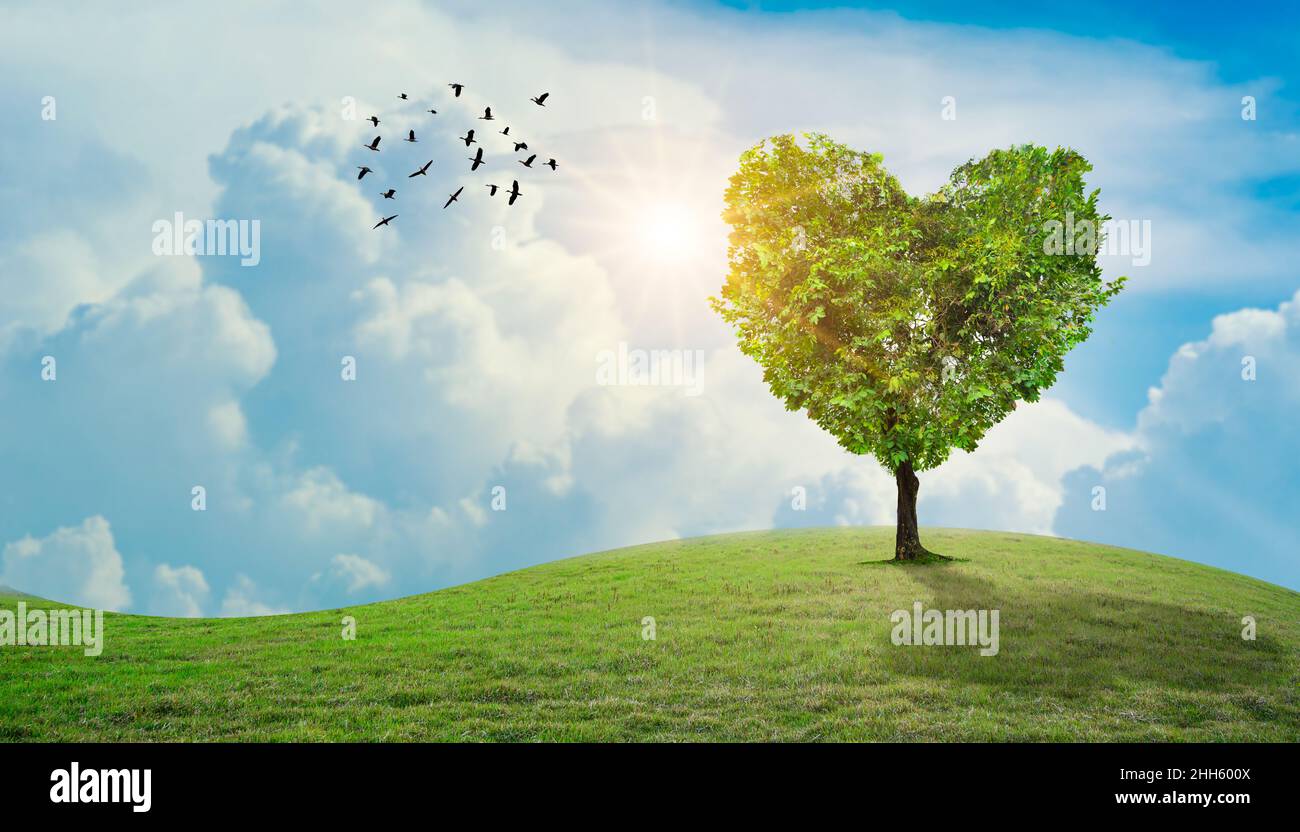 Herzbaum Liebe Für Die Natur Landschaft Stockfoto