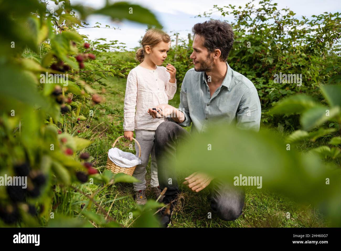 Mann, der die Tochter ansieht, die im Obstgarten Beeren isst Stockfoto