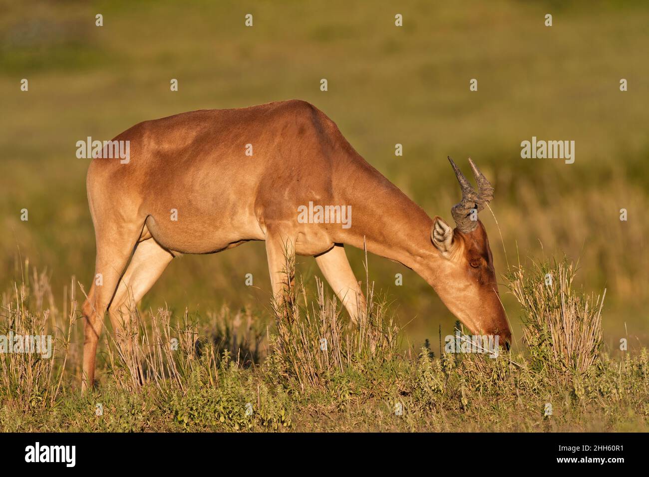 Hartebeest (Alcelaphus buselaphus) Wandern, Serengeti Nationalpark, Tansania, Afrika Stockfoto