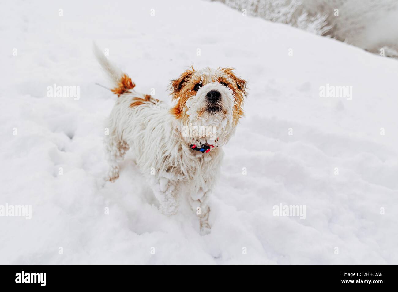 Jack Russell Terrier Hund auf weißem Schnee Stockfoto
