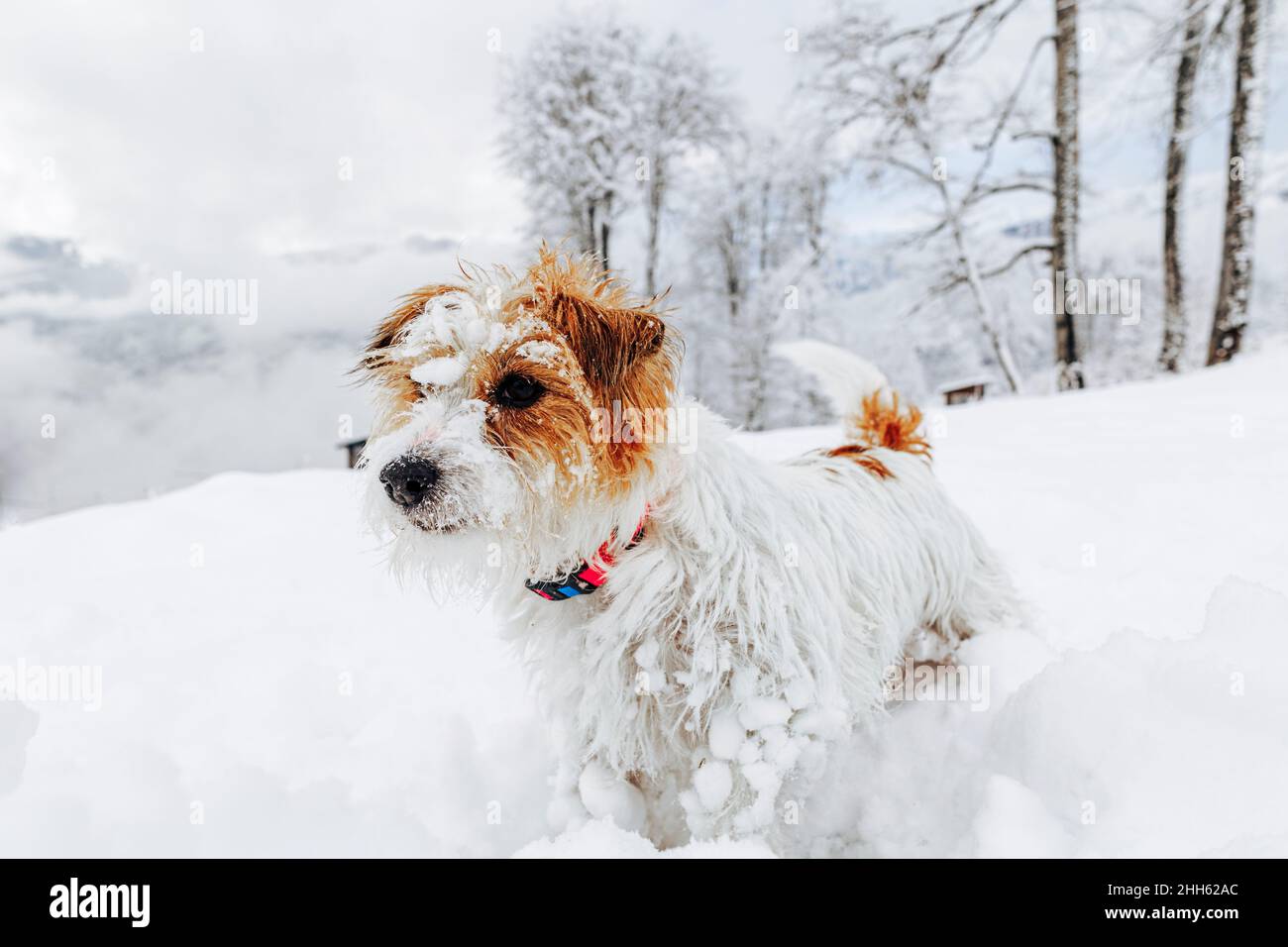 Jack Russell Terrier Hund auf Schnee Stockfoto