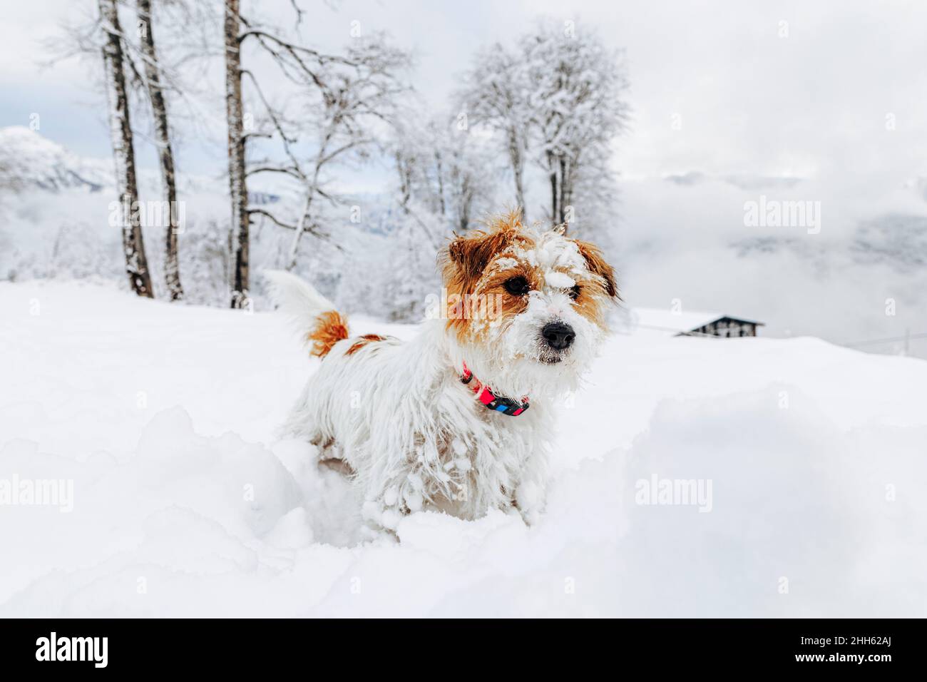 Niedlicher Jack Russell Terrier auf schneebedecktem Land Stockfoto