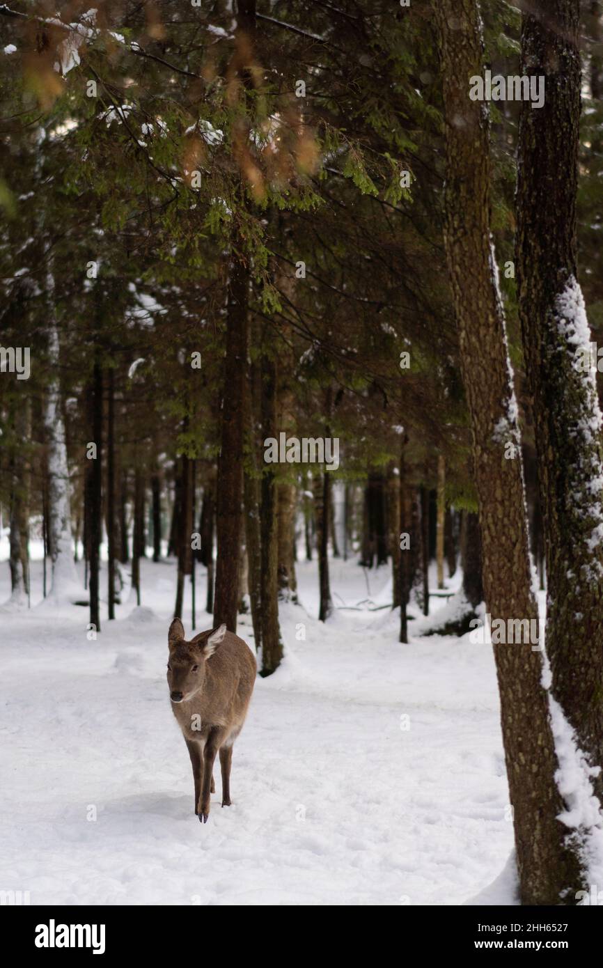 Hirsche wandern im Winterwald auf Schnee Stockfoto