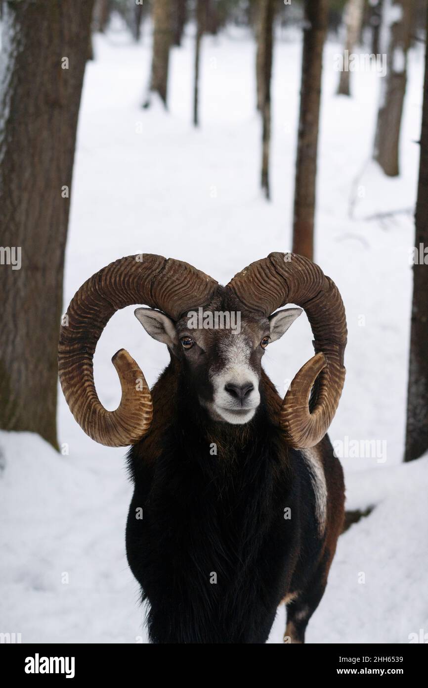 Mufflon mit gebogenen Hörnern im Winterwald Stockfoto