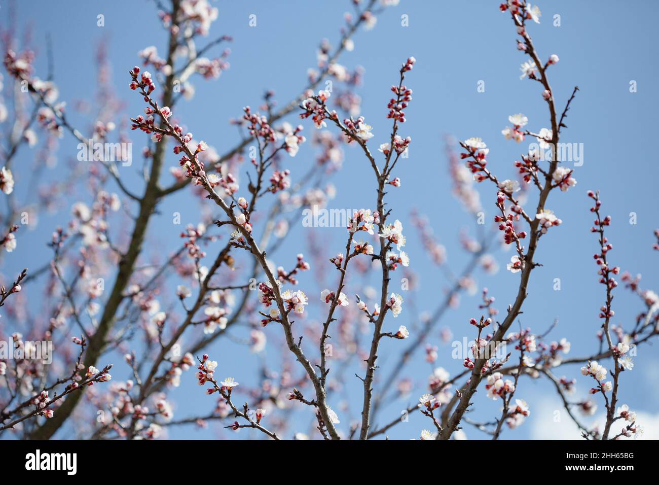Frühlingskonzept blühender Garten und blauer Himmel Stockfoto