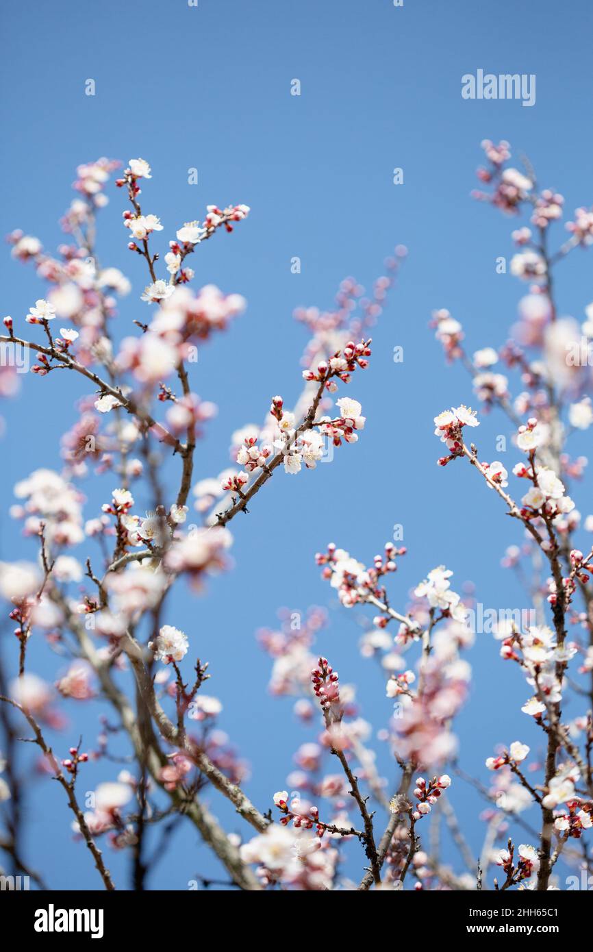 Frühlingskonzept blühende Äste Garten und blauer Himmel Stockfoto