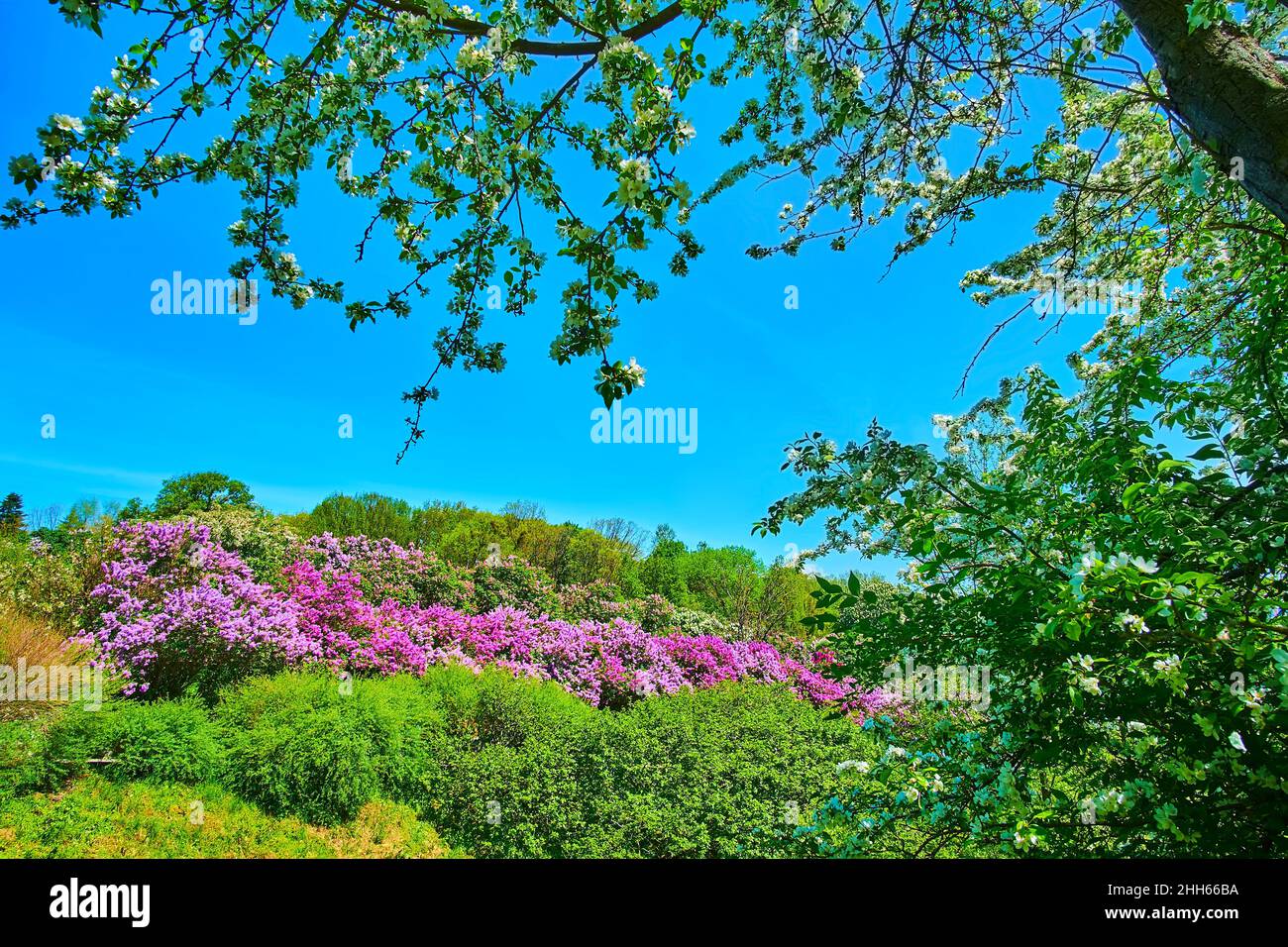 Der Blick auf die leuchtend blühenden Flieder vom Apfelgarten des Botanischen Gartens Hryschko, Kiew, Ukraine Stockfoto