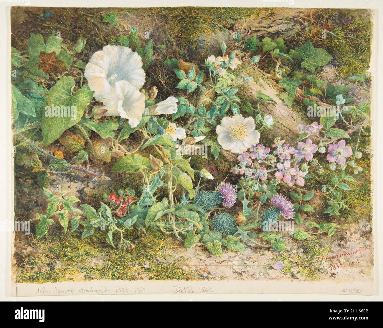 Flower Study 1866 John Jessop Hardwick Britische Petunias, wilde Rosen, Disteln und rote Beeren werden hier angezeigt, als ob sie zwischen Moos und gefallenen Baumstämmen wachsen würden. Die genaue Fokussierung und sorgfältige Abgrenzung zeigen den Einfluss von William Henry Hunt (British, 1790–1864), Der 1826 in die Old Watercolor Society gewählt wurde und sich auf rustikale Themen und Stillleben spezialisierte, entwickelte eine Technik, bei der dichte Farbschichten auf einem Boden aus weißem Gouache aufgebaut wurden, um Leuchtkraft zu erzeugen. Hartwick nutzt diese Art hier, um die Wirkung zu verfeinern. Als Student gewann er einen Aquarellpreis in Somerse Stockfoto
