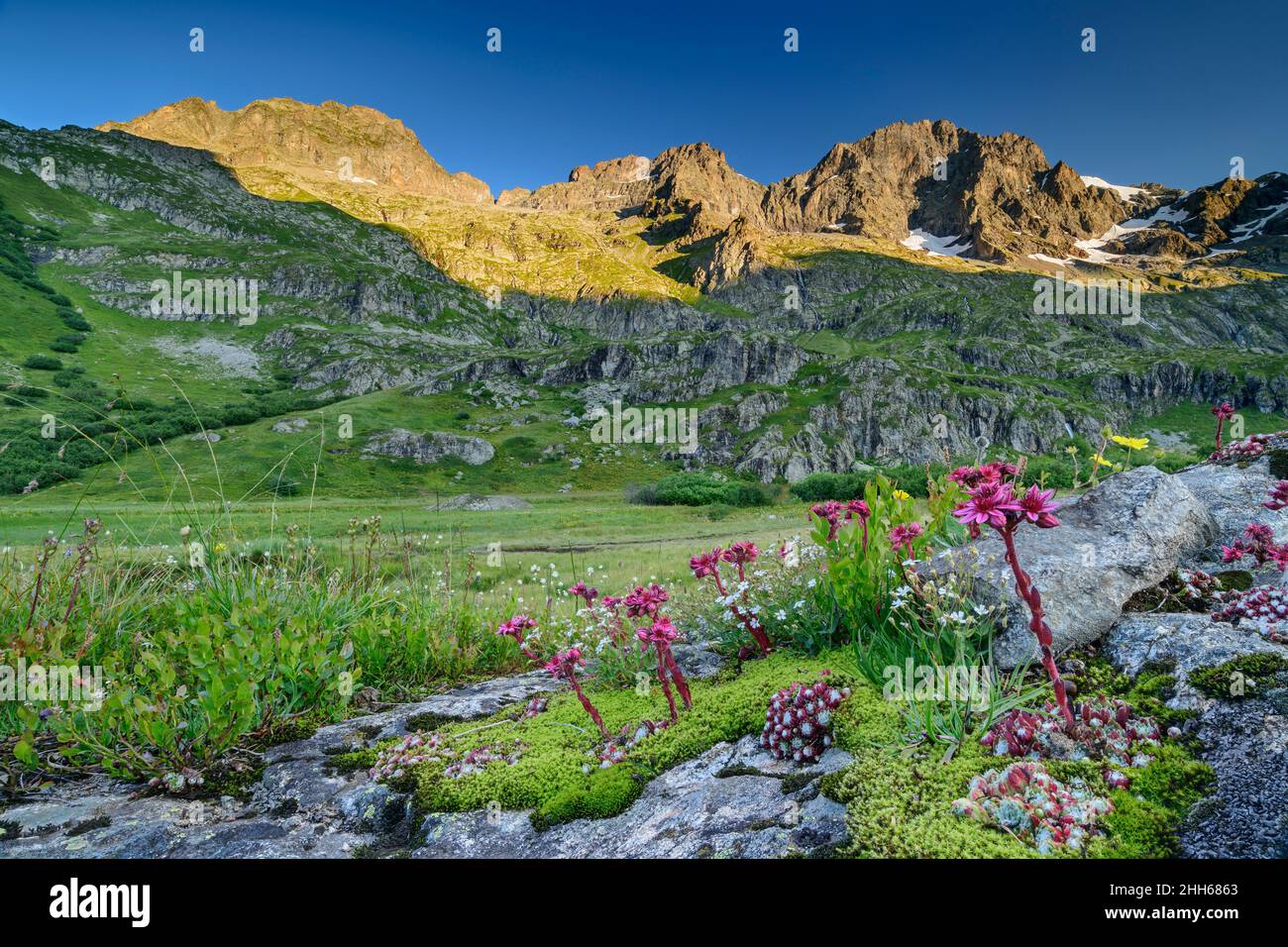 Rosafarbene Haushälse-Blüten im Ecrins-Nationalpark, Frankreich Stockfoto