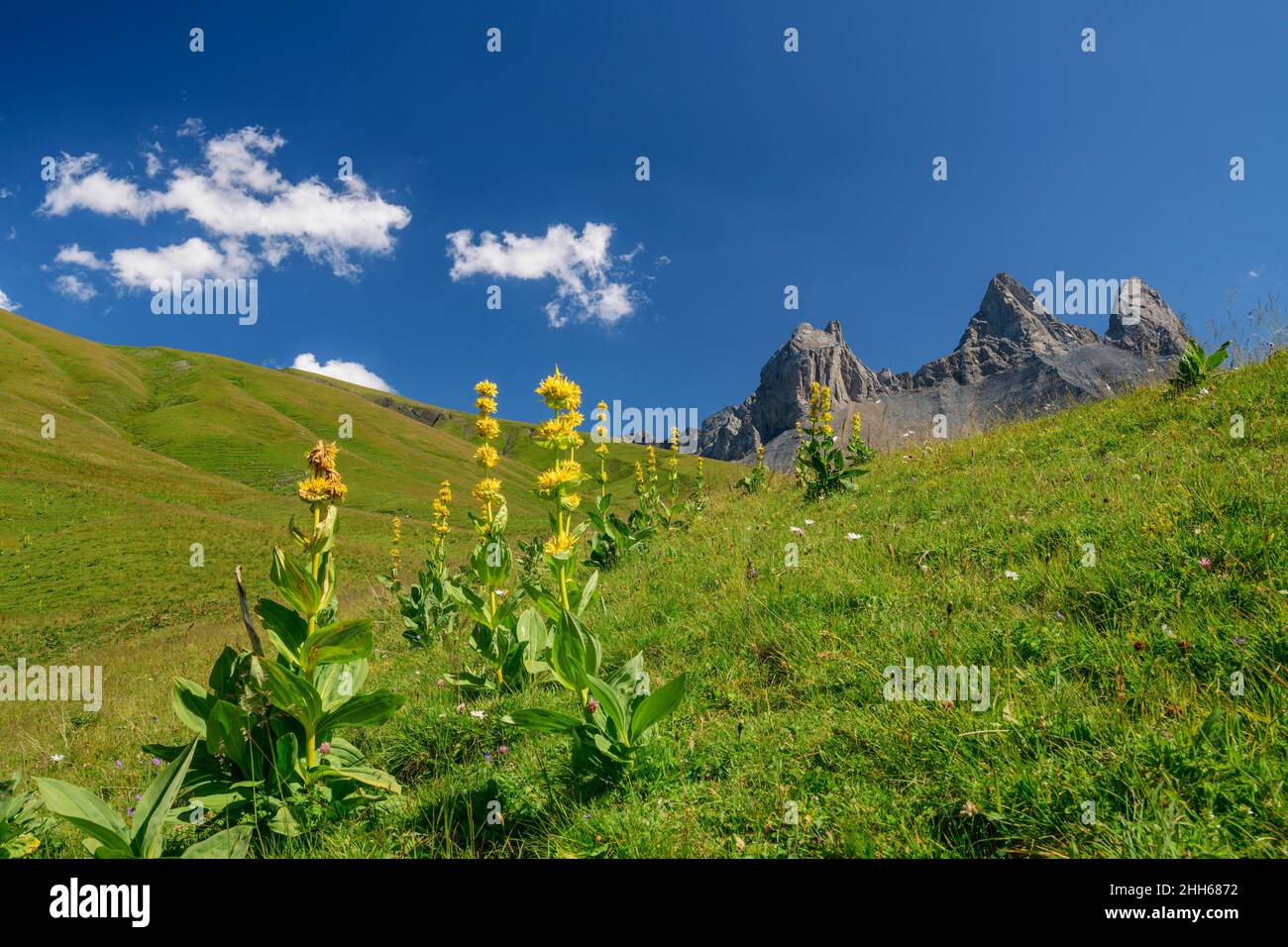 Gelbe Gentiana lutea blühende Pflanzen mit Aiguilles d'Arves Berg im Hintergrund, Frankreich Stockfoto