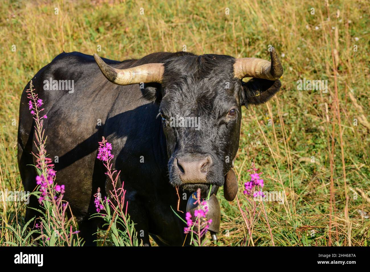 Schwarze Kuh, die bei Feuerweed-Pflanzen auf dem Feld im Vanoise-Nationalpark, Frankreich, steht Stockfoto