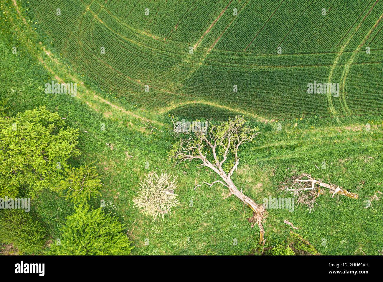 Luftaufnahme eines entwurzelten Baumes, der im Frühjahr am Rand des grünen Landfeldes liegt Stockfoto