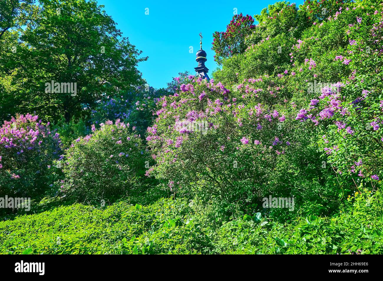 Der Hügel des Botanischen Gartens ist mit Dickichten blühender Flieder bedeckt, Kiew, Ukraine Stockfoto