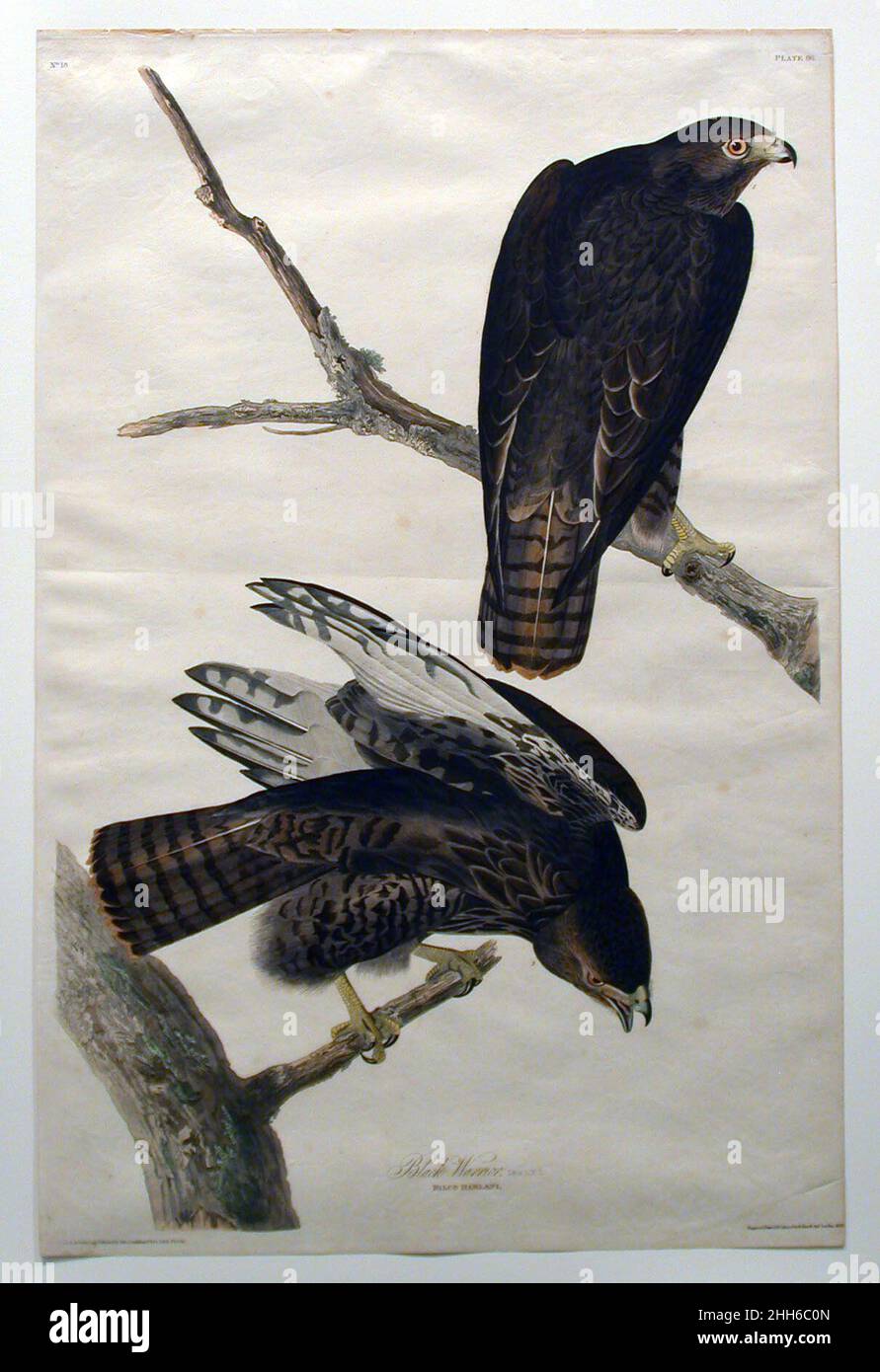 Schwarzer Krieger (Nr. 18) 1830 John James Audubon Amerikaner, geboren Haiti. Schwarzer Krieger (Nr. L 18, S. John James Audubon (Amerikaner (geboren in Haiti), Les Cayes (Saint-Domingue) 1785–1851 New York). 1830. Drucken. Ausdrucke Stockfoto