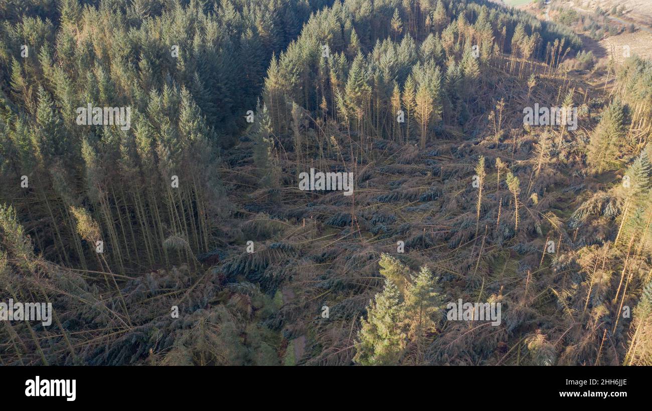 Luftaufnahme von windgeblasenen Nadelbäumen im Brechfa-Wald. Vom 26th. Bis 27th. November 2021 durch Sturm Arwen zerstört. Stockfoto