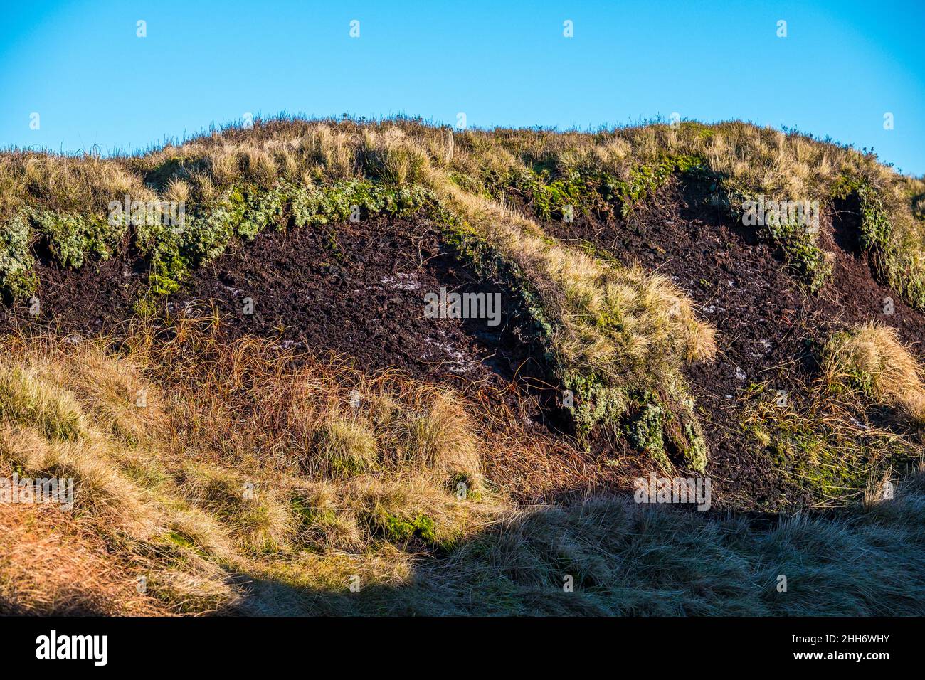 Torf- und Moorvegetation auf dem Kinder Scout-Hochplateau im Peak District. Stockfoto