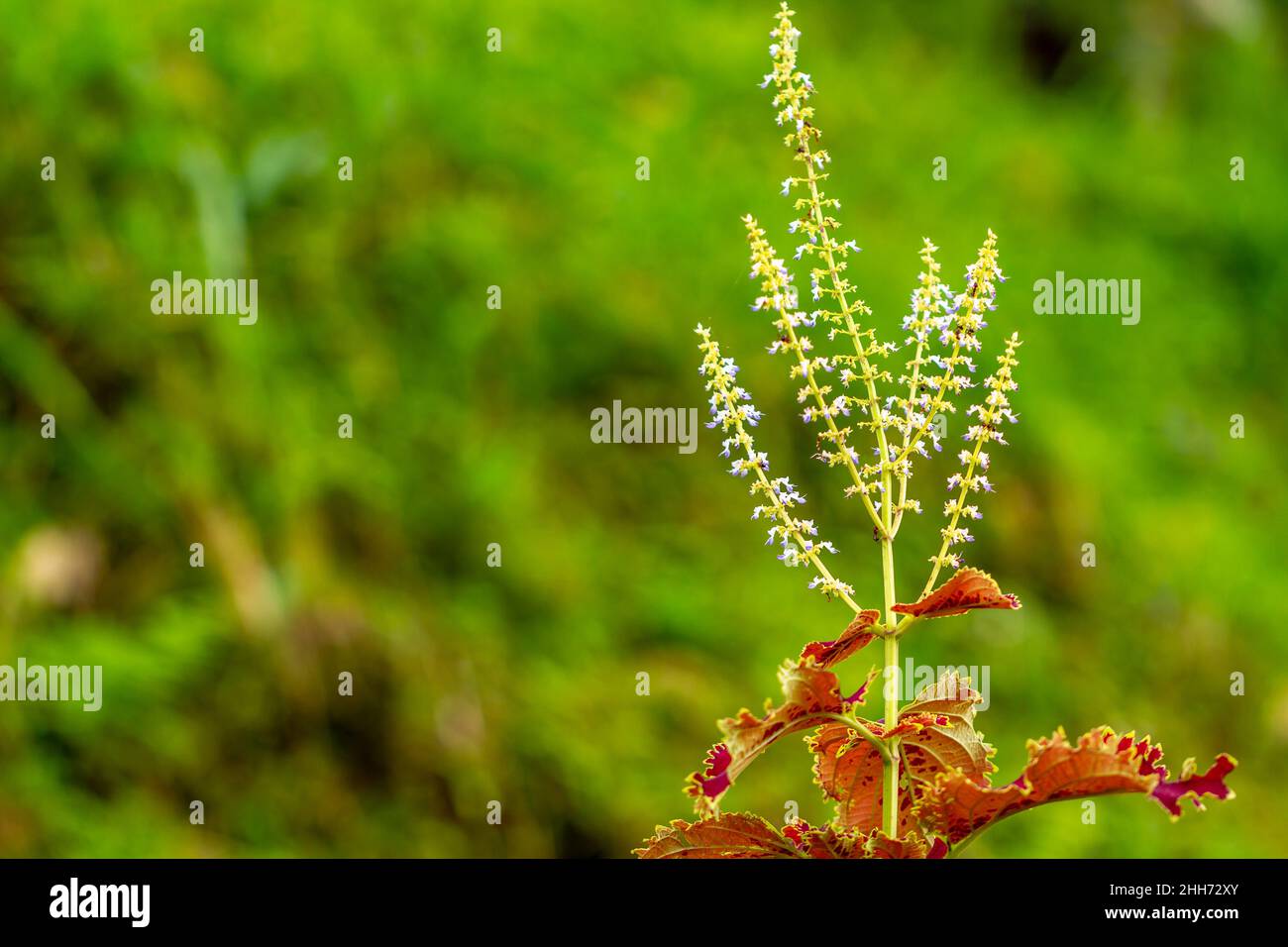 Amaranthus tricolor, bekannt als essbarer Amaranth, ist eine blühende Pflanze der Gattung Amaranthus, die zur Familie der Amaranthaceae gehört Stockfoto