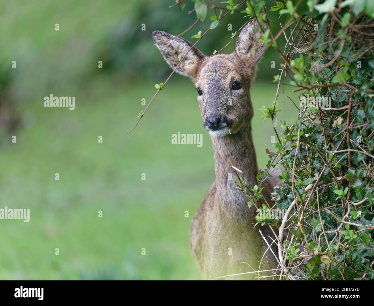 Rehe (Capreolus capreolus) weiden japanische Geißblatt (Lonicera japonica) in einem Garten, Wiltshire, Großbritannien, Februar. Stockfoto