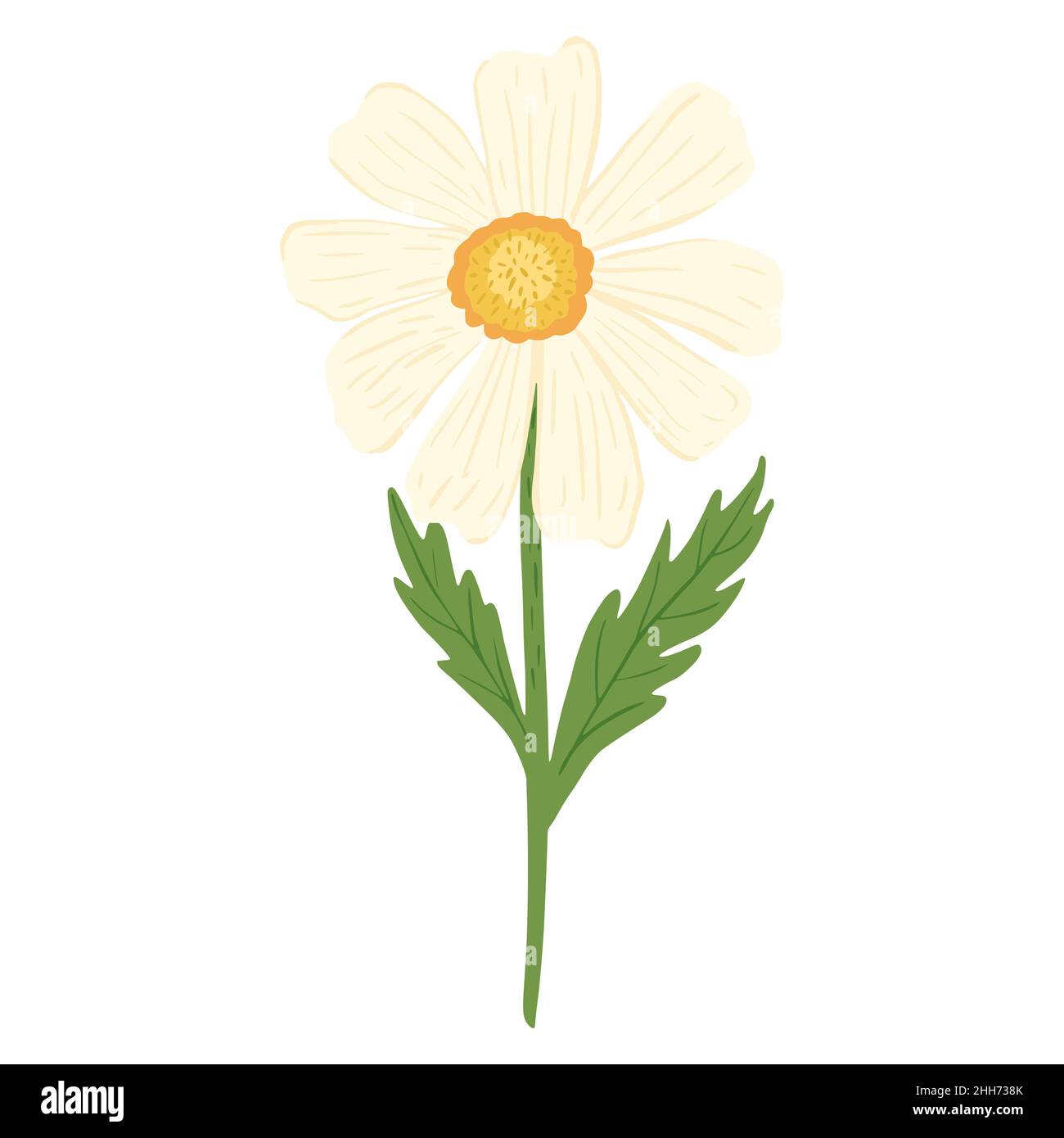Kamille isoliert auf weißem Hintergrund. Abstrakte Blume weiße Farbe mit gelben Kern in Doodle-Stil Vektor-Illustration. Stock Vektor