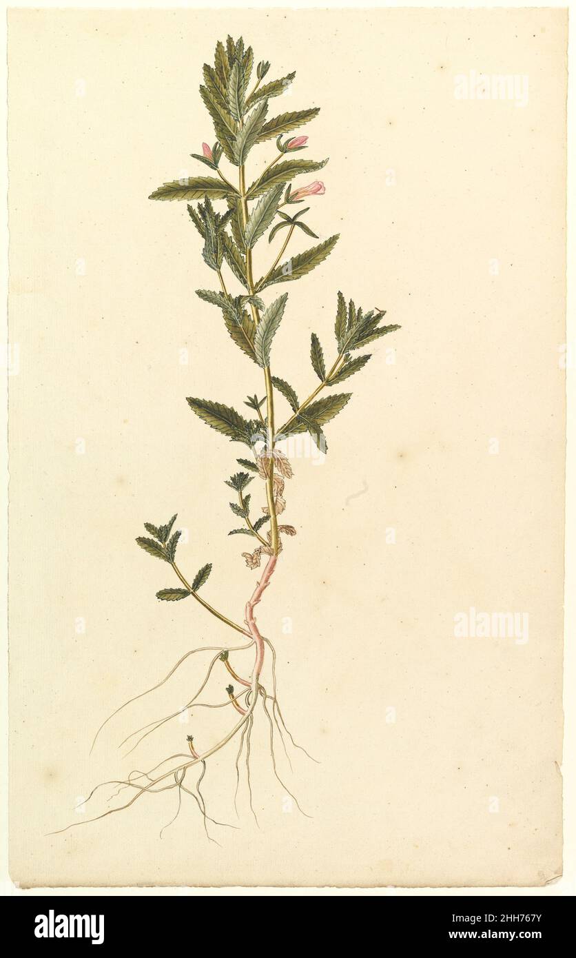 Botanische Studie ca. 1820 Anonym, Französisch, 19th Jahrhundert Französisch. Botanische Studie 362554 Stockfoto