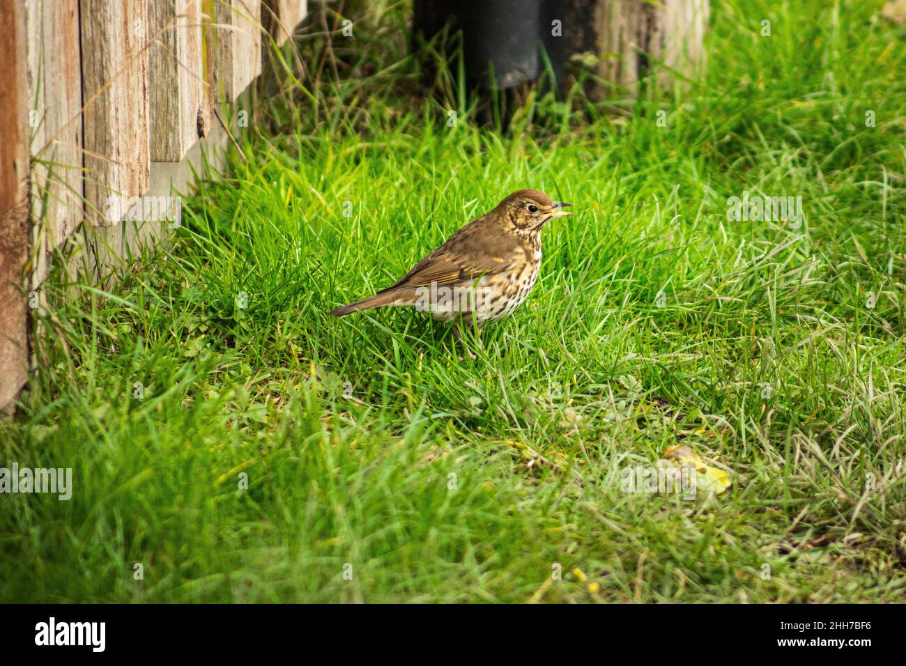 Singdrossel - Turdus philomelos Stockfoto