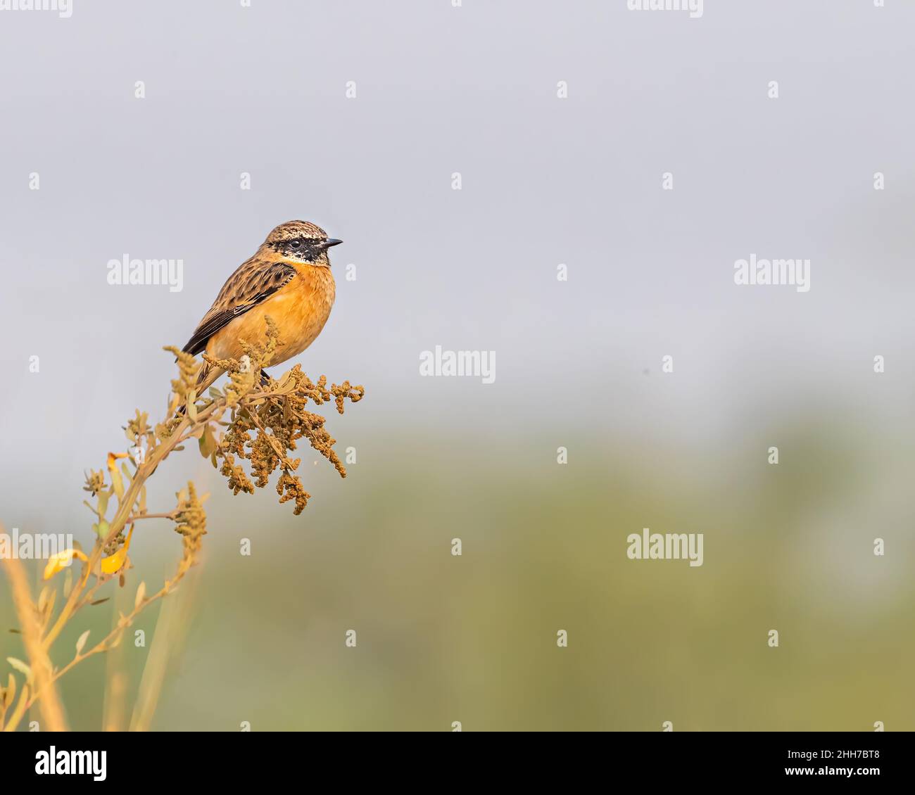 Ein Steinchat, der am frühen Morgen auf einer Pflanze steht Stockfoto