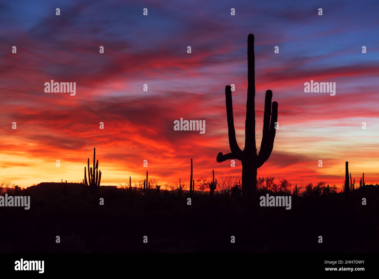 Die malerische Landschaft der Sonoran-Wüste mit der Silhouette des Saguaro Kaktus bei Sonnenuntergang in Phoenix, Arizona Stockfoto