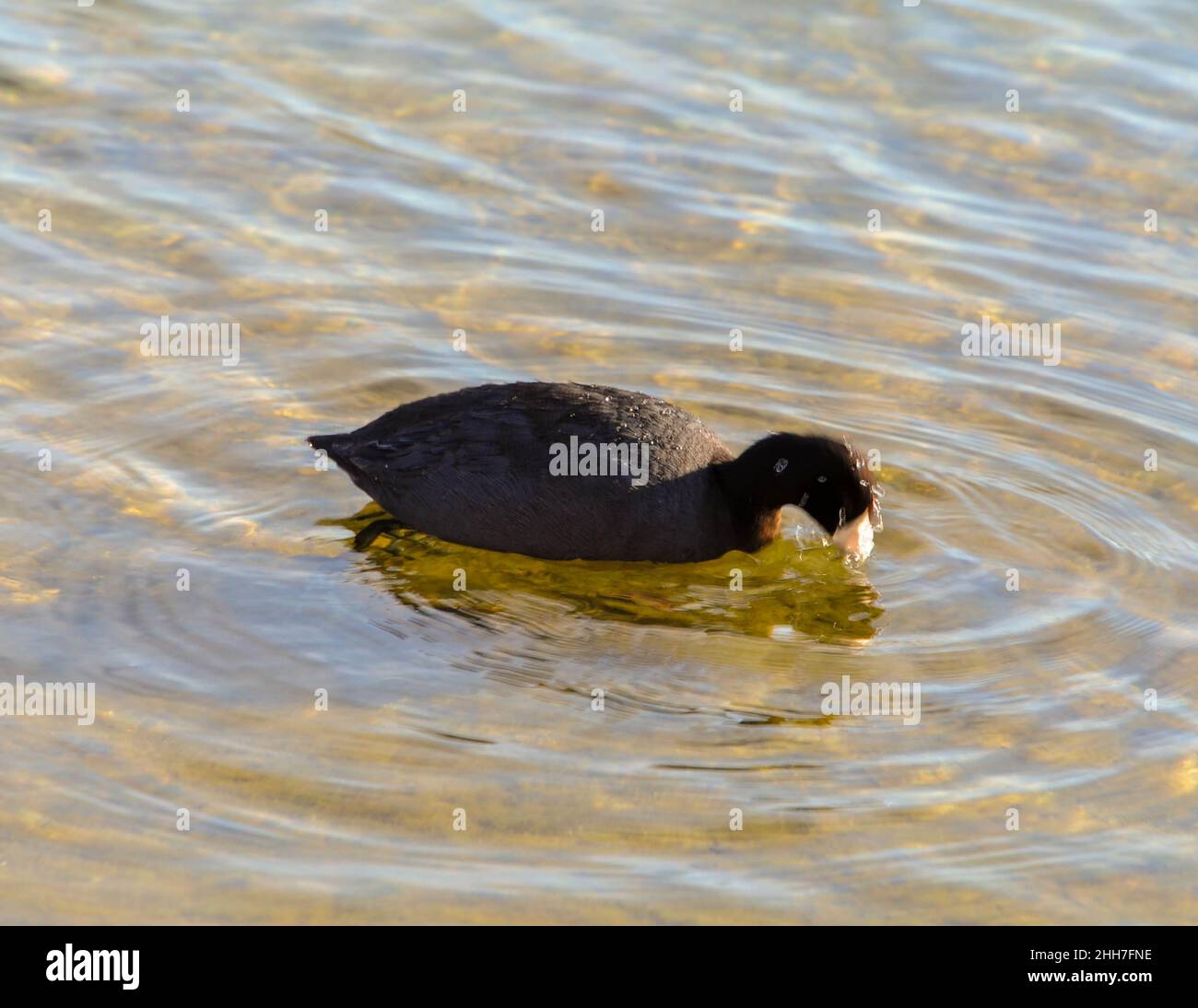 Amerikanische Blässhühner Stockfoto