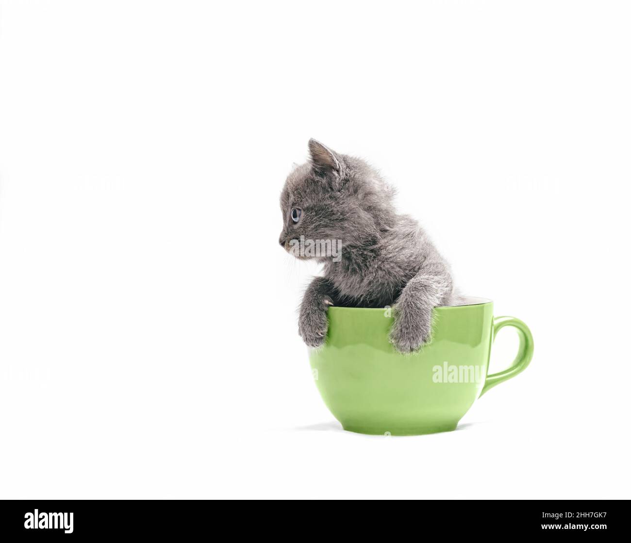 Neugieriges graues Kätzchen, das in einer großen Tasse sitzt. Stockfoto