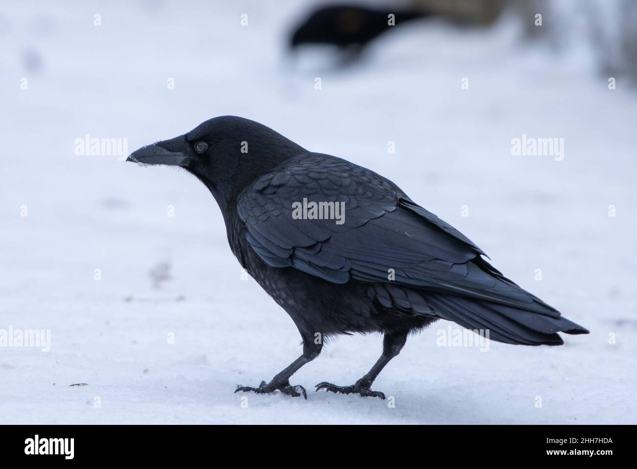Amerikanische Krähe (Corvus brachyrhynchos) oder nordwestliche Krähe, die im Schnee in Kanada steht. Stockfoto