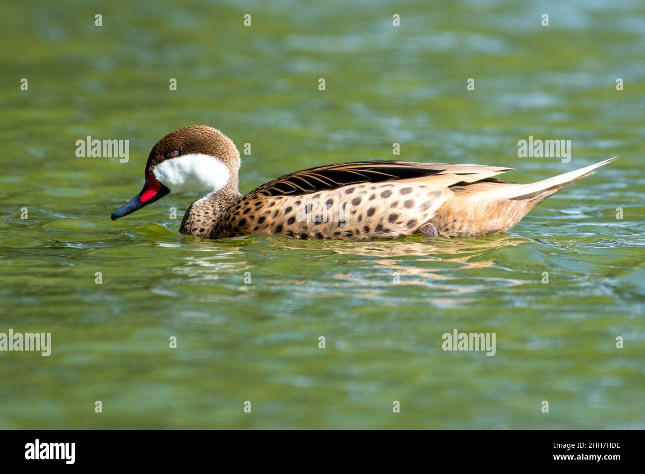 Eine Weißwabenschwanz (Anas bahamensis), Bahama-Schwanz oder Sommerente, die im Teich schwimmt. Stockfoto