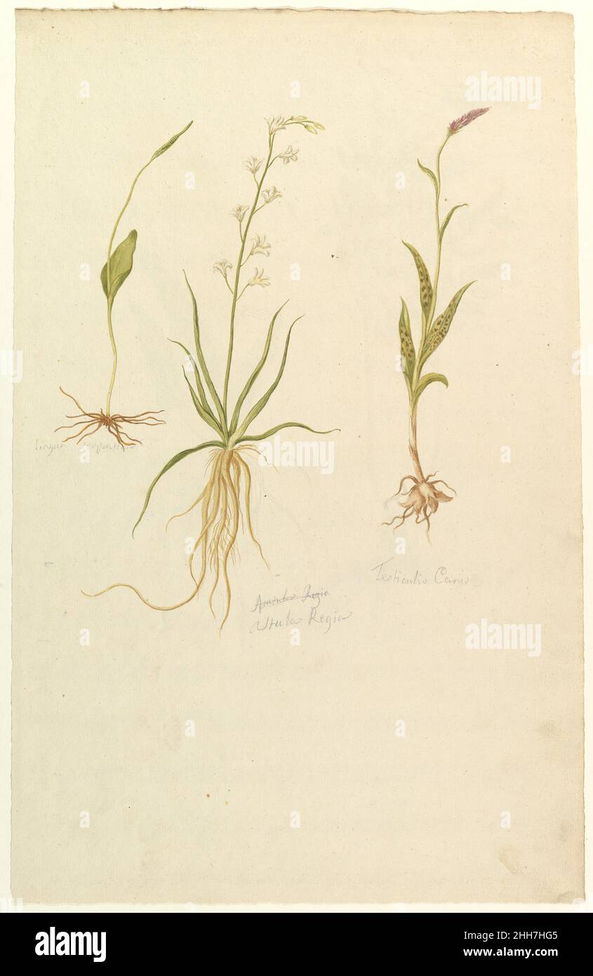 Botanische Studien (recto); Botanische Studien (verso) ca. 1820 Anonym, Französisch, 19th Jahrhundert Französisch. Botanische Studien (recto); Botanische Studien (verso) 362545 Stockfoto