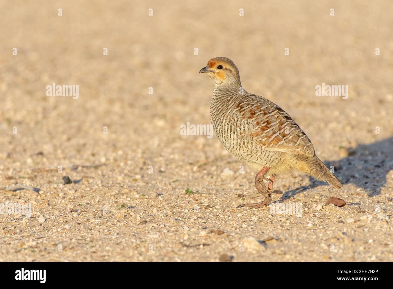 Ortygornis pondicerianus Fotos und Bildmaterial in hoher Auflösung