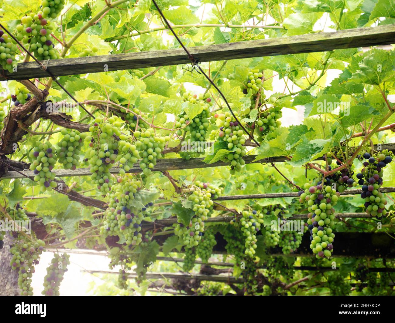 Traubenzweige mit unreifen Früchten im Weinberg. Weinrebe mit Blättern und Ranken. Weinrebe. Vitis vinifera Pflanze. Stockfoto