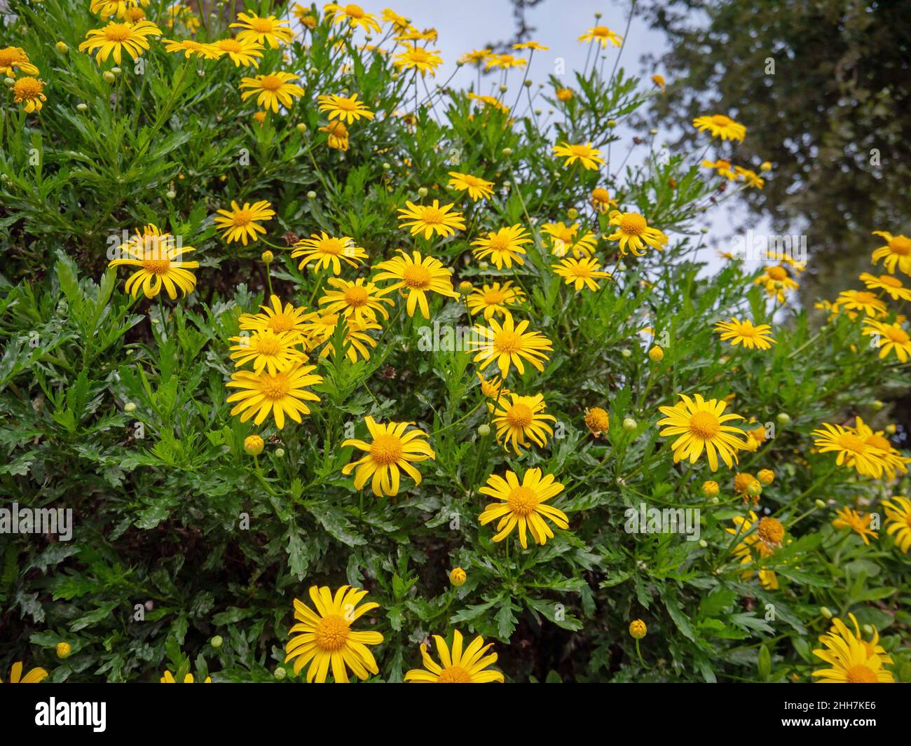 Afrikanische Buschblumenblüten oder Bullaugen- oder Euryops-Chrysanthemoides Pflanzen mit leuchtend gelben Gänseblümchen und üppig grünem Laub. Stockfoto