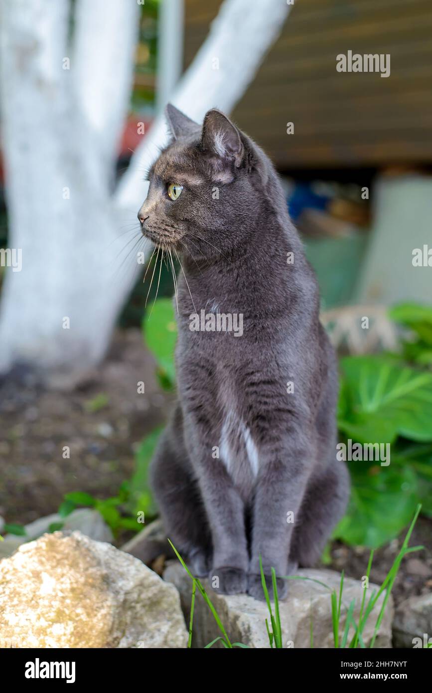 Schöne süße dunkelgraue Katze im Sommergarten sitzen Stockfoto